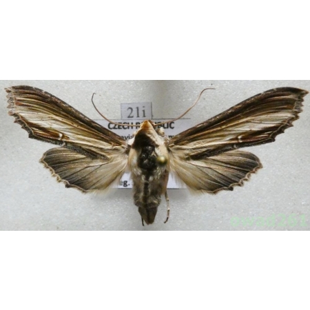 Cucullia verbasci (Linnaeus, 1758) Czech21i